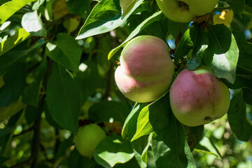 Ripe apples hanging on tree in summer sunlight
