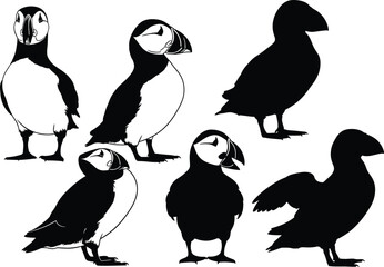 Puffin bird vector illustration set in silhouette and line art styles, black and white poses for nature, wildlife, decor, study