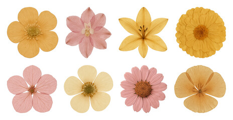 Obraz premium Colorful floral pattern collection