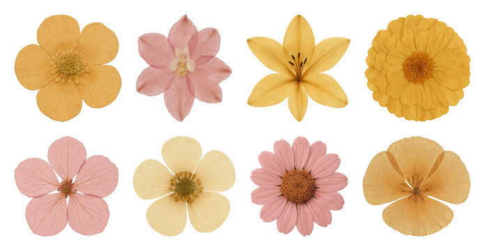 Colorful floral pattern collection