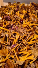 Une belle récolte de petits champignons d'automne (chanterelles en tube et petits violets)