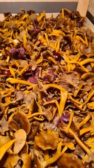 Une belle récolte de chanterelles en tube et petits violets (mousserons)