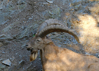 Portrait of an Alpine ibex with massive curved horns and shaggy beard, standing on rocky terrain. Natural daylight, wildlife detail. For education, nature, and zoology themes.
