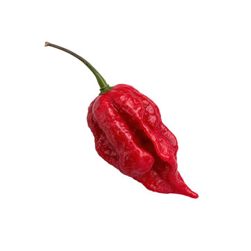 A single ripe red ghost pepper isolated on transparent background, a very spicy chili pepper