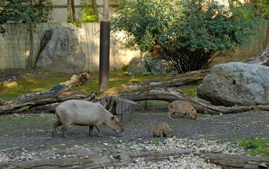Family of capybaras, an adult and two pups, in spacious zoo enclosure. The naturalistic habitat design with earth, logs, and greenery.﻿ Prague Zoo.