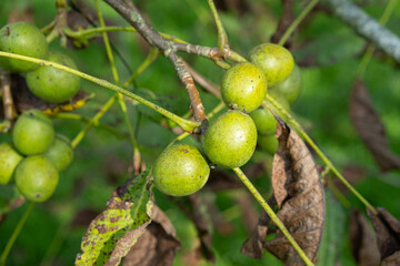 Fresh Unripe Walnuts in Green Husk on Branch