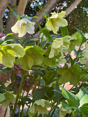 Elegant green hellebore flowers bloom in dappled sunlight, showcasing their soft petals and delicate speckled centers — a serene symbol of early spring beauty.