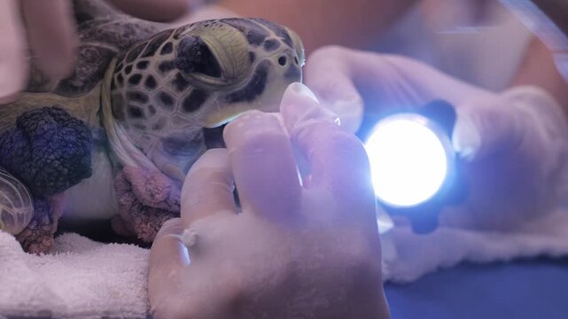 A close-up shot shows a surgeon placing a plastic PBC to prepare for a breathing tube on a sea turtle.