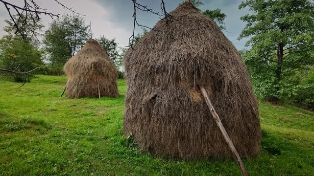 Cone shaped straw rustic haystacks in rural pasture landscape Romania