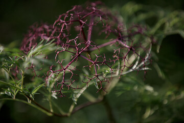 Sambucus nigra. A branch of Sambucus canadensis without berries. Red branches Canada elderberry without fruit on a natural green background