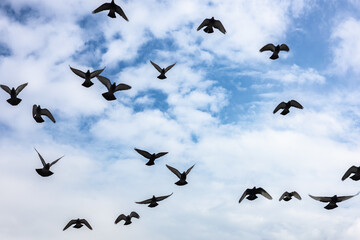 Silhouette of a flock of birds flying against a blue cloudy sky