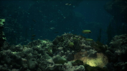 Colorful fish swim gracefully around a vibrant coral reef, highlighting the diverse marine life. Sunlight filters through the water, creating a serene and enchanting atmosphere.
