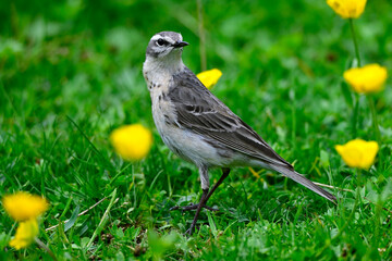 Bergpieper // Water pipit (Anthus spinoletta) 