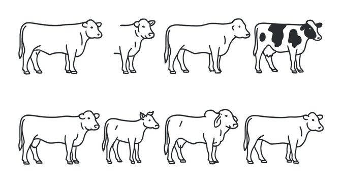 Diagram of various cattle breeds: holstein, angus, brahman, jersey, guernsey, limousin, simmental