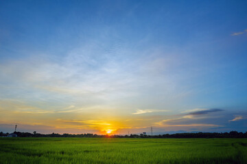 Sunset over green rice fields, Golden hour in rice paddies