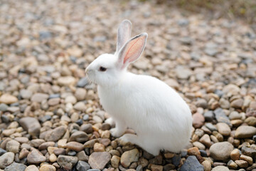 white rabbit is laying on a rocky surface. The rabbit is relaxed and comfortable in its environment