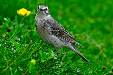 Water pipit // Bergpieper (Anthus spinoletta) 