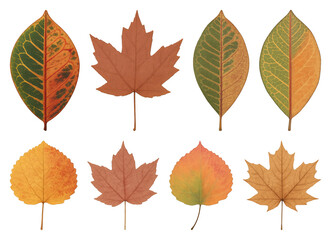 Fototapeta premium Colorful autumn leaves collection.