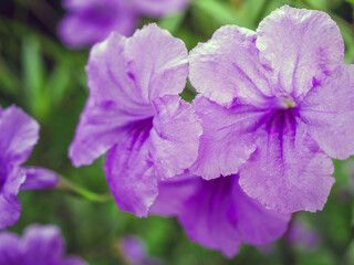 Ruellia tuberosa, also known as minnieroot, fever root, snapdragon root and sheep potato, is a species of flowering plant in the family Acanthaceae.