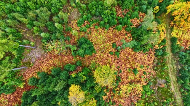 Beautiful view of a stunning autumn forest. Autumn forest footage from a bird's eye view. Flight over an autumn forest with orange trees.