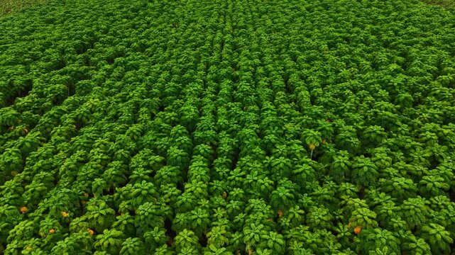 Green cabbage heads grow on an agricultural field, arranged in orderly rows with bright leafy vegetation covering the landscape of cultivated farmland. Plantation of leafy cabbages