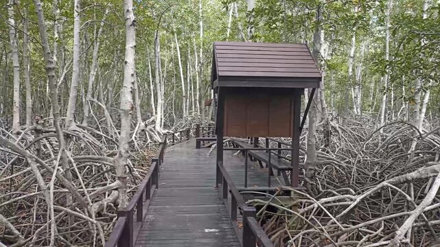 pathway walkway in mangrove tree forest i