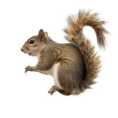 Obraz premium A grey squirrel with a bushy tail isolated on transparent background