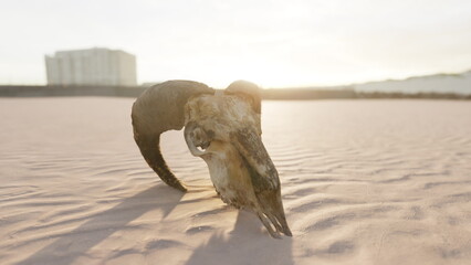 Under a setting sun, an old ram skull lies on the soft sand, creating a haunting yet beautiful scene. Its twisted horns and weathered surface tell stories of the past in the vast desert.