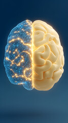 Digital Representation of a Human Brain with Network Connections