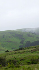 Obraz premium Rolling green hills under a misty sky outdoor landscape nature scene