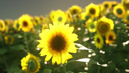 Golden sunflowers stretch towards the sun in a vibrant summer field. The flowers sway gently in the breeze, creating a picturesque scene of nature&rsquo;s beauty and warmth.