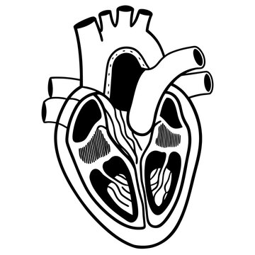black and white heart anatomy diagram clip art preview