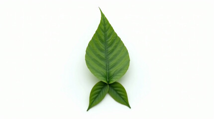 Obraz premium A fresh green leaf arrangement, isolated on white background, featuring a central leaf with smaller leaves at the base, symbolizing growth, nature, and the beauty of botanical elements