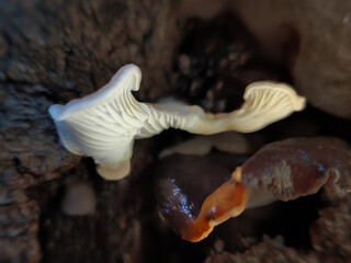 close up macro photo of tree fungus