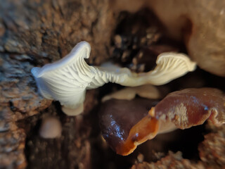 close up macro photo of tree fungus