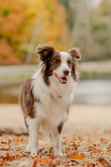 Obraz premium Happy Border Collie dog standing outdoors in autumn park