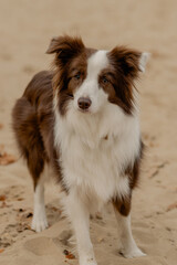 Happy Border Collie dog standing outdoors in autumn park