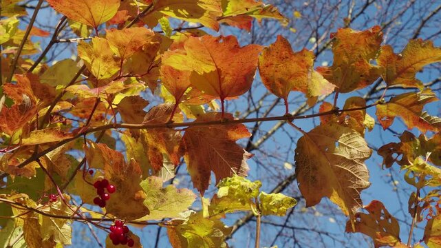 Guelder rose beautiful yellow bush leaves and red berries. Golden autumn landscape. Sunny day in the park