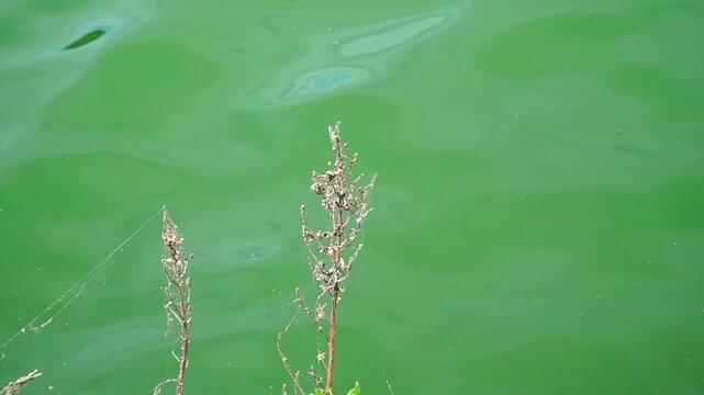Italy, Pozzuoli, Lake Averno - leafs in the wind on the shore of the lake Averno