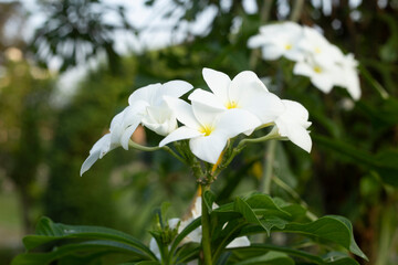 The image shows a cluster of white flowers from a Plumeria tree