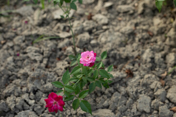pink flower in garden