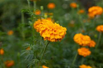 The image shows a marigold flower, specifically a variety of the species Tagetes erecta. 