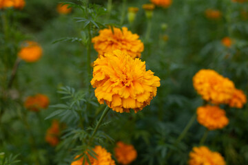 The image shows a marigold flower