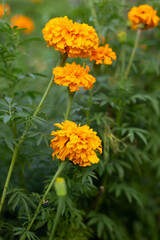 The image shows a marigold flower, specifically a variety of the species Tagetes erecta. 