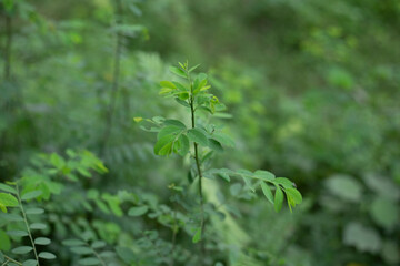 close up of green leaves of a plant