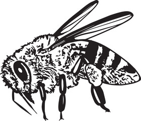 Honeybee Hand drawn vector illustration. Black and white graphics on a white background