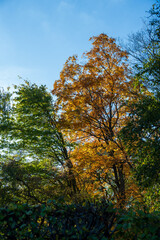 Fototapeta premium Autumn colored trees with sunlight coming through on bright fall day in Sweden