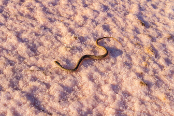 A baby snake wandering around Konya Salt Lake.