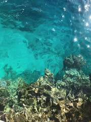 Tropical Red Sea with Blue Water Surface and Bright Coral Reef