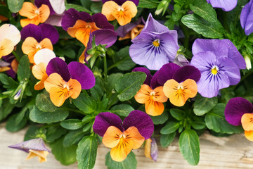 Wild pansies, Viola Tricolor, also known as Johnny Jump Up. Many Purple and Yellow Flowers. Pansies on a Backyard. Landscaping in Green Home Garden. Landscape Design with Flower beds in Summer.